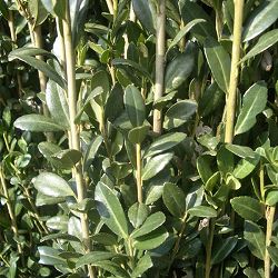 イヌツゲ：スカイペンシル5号ポット