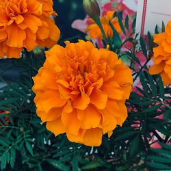 マリーゴールド ：スーパーヒーロー オレンジ3号ポット