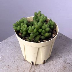 クラッスラ：ヒルチペス　2号プラ鉢植え