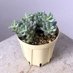 グラプトペタルム：パキフィルム　ブルービーン　2号プラ鉢植え