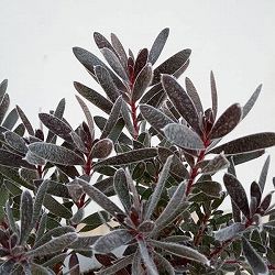 リューカデンドロン：バーガンディサンセット　5号鉢植え*