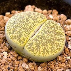リトープス：黄日輪玉（きにちりんぎょく）2.5号鉢植え