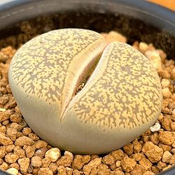 リトープス：摩利玉　2.5号鉢植え