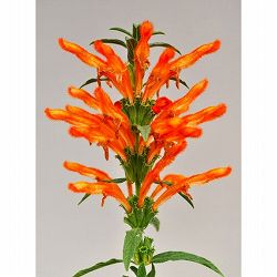 レオノチス（レオノティス）3.5号ポット