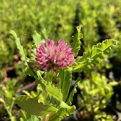 トリフォリウム：ルベンス3.5号ポット