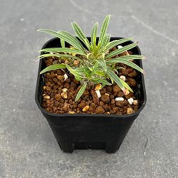 パキポディウム：Mana’s farmのグラキリス実生苗　2.5号鉢植え