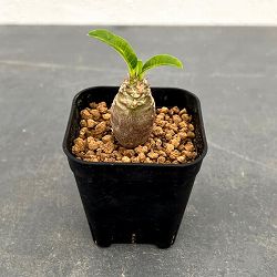 パキポディウム：Mana’s farmのウィンゾリー実生苗　2.5号鉢植え*
