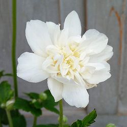 シュウメイギク（秋明菊）：白花八重3.5号ポット