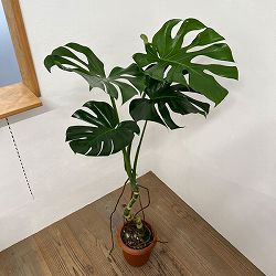 モンステラ：アダンソニー（幹上がり）　7号鉢植え