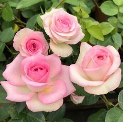 ミニバラ：アンティーケ・コルダーナ5号鉢植え