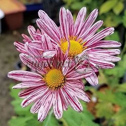 キク（菊）：縁結び　3号ポット