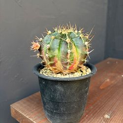 サボテン：ギムノカリキウム　ハイブリッド　3号24-06