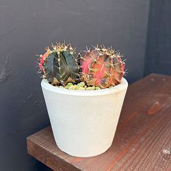 サボテン：ギムノカリキウム　ハイブリッド（寄せ植え）　3号24-08