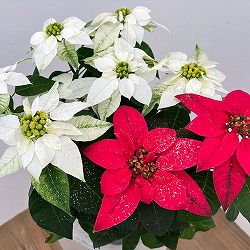 プリンセチア2色（レッド・ホワイト）ミックス5号鉢植え・ラメ付き