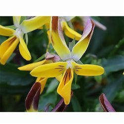 [送料無料]MSKガーデン極小輪ビオラ：フルーレット　ブロンズバイカラーラビット3号ポット 12株セット