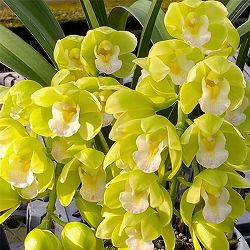 [25年12月上中旬予約]テーブルシンビジウム：夢たまご2本立ち　5号鉢植え（皿付き）