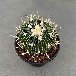 サボテン：エキノフォスロカクタス　縮玉　3.5号鉢植え