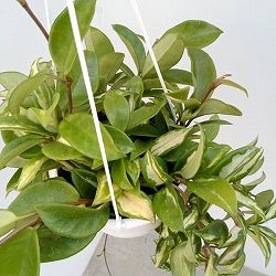 ホヤ：カルノーサエキゾチカ　5号吊り鉢
