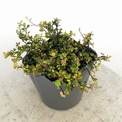 ワイヤープランツ：ゴールデンガール3.5号ポット