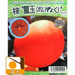 カキ（柿）：れいぎょく（麗玉）4～5号ポット