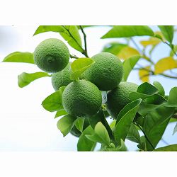 カボス：香美の川 （かみのかわ）4～5号ポット