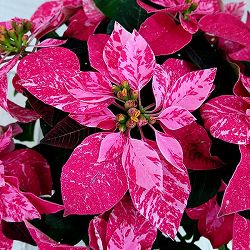 プリンセチア：スノールージュ4号鉢植え