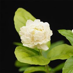 [26年5月中下旬予約]ジャスミン：大輪八重マツリカ プリンセスローズ　3号ポット