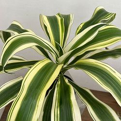 ドラセナ：フラグランス　ビクトリア　5号鉢植え