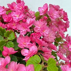 ベゴニア：ラブミーMOMOE(ももえ）5号鉢植え