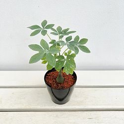 アデニア：グラウカ（文福茶釜）　3号鉢植え*