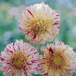 [26年3月中下旬予約]ダリア：花霞（はながすみ）1球入り