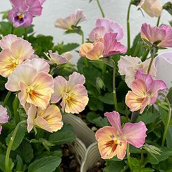 【お1人様1ポット】ビオラ：ときめきビオラ　トワイライトヴェール3.5号ポット