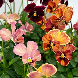 【お1人様1ポット】ビオラ：ときめきビオラ　ディアミッキー3.5号ポット