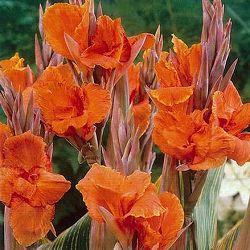 [26年4月下旬予約]カンナ：プレトリアバリエガータ 1球入り