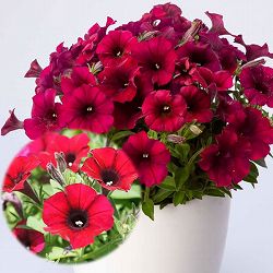 [26年3月中下旬予約]ペチュニア：ヨコハマ レッドマジェスティ3.5号ポット