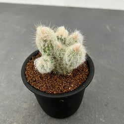 サボテン：エスポストプシス　ディボースキー　3号鉢植え