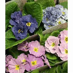 プリムラジュリアン・ハイブリッド：ラヴィスブルーシルバー3号ポット