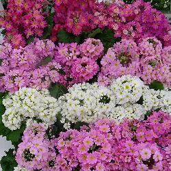 プリムラ・マラコイデス古都さくら　花色ミックス12株セット