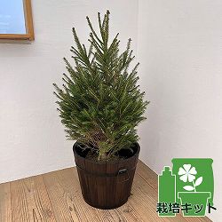 ドイツトウヒ樹高80～90cｍ鉢植えセット