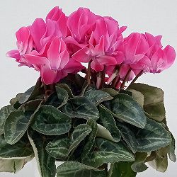 シクラメン：ピアド4号鉢植え