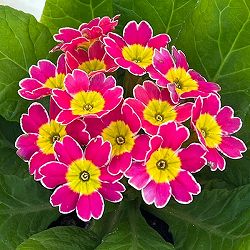 プリムラ：ビクトリアーナレース ライトピンク系3.5号ポット