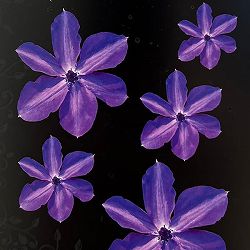 クレマチス：コジロウ（小次郎）4号ポット