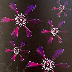 クレマチス：パンサー4号ロングポット（遅咲き大輪系）