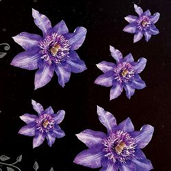 クレマチス：マルチブルー4号ポット（八重咲・フロリダパテンス系）*