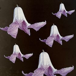 クレマチス：ベティー　コーニング4号ロングポット（ビチセラ系）