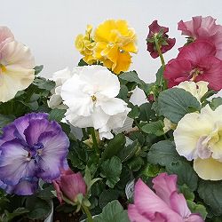 パンジー：ファビュラスミックス3.5号ポット 6株セット