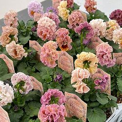 【お1人様3ポットまで】パンジー（フリル咲き）：ローブ　ドゥ　アントワネット　ロココ3.5号ポット