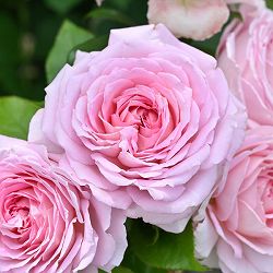 デルバールローズ：アローム・ディヴァン大苗6号角鉢植え