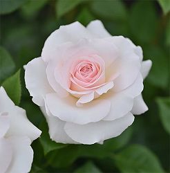 デルバールローズ：ラ・ソヴァジーヌ・テル・エ・パッション大苗6号角鉢植え