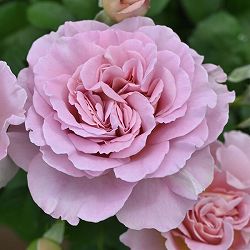 ドリュ：フリゼ大苗6号角鉢植え